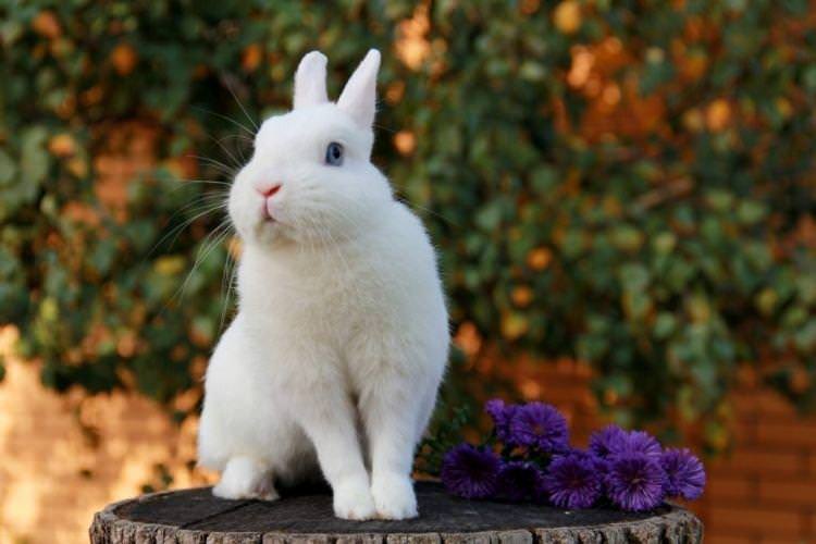 Польський - Декоративні породи кроликів
