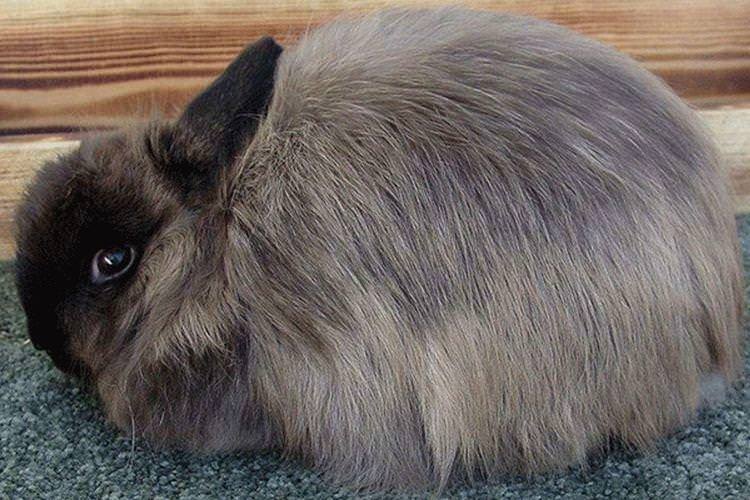 Джерсі Вулі - Декоративні породи кроликів