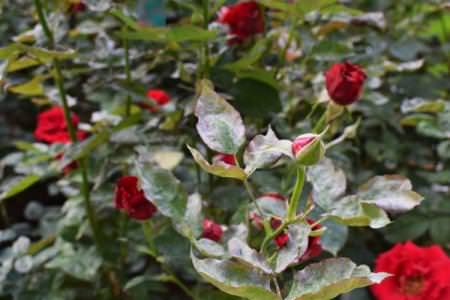 Болосниста роса на трояндах: заходи боротьби та лікування