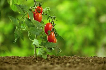 Чому скручується листя у помідорів: що робити?