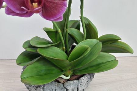 Хвороби листя у орхідеї: описи з фото, лікування