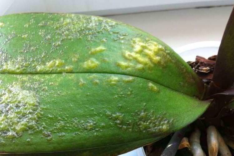 Пухирці та горбки на листі - Хвороби листя у орхідеї