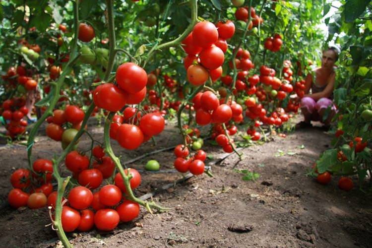 Загущення грядок - Чому скручується листя у помідорів