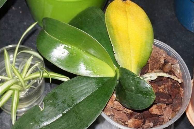 Листя жовтіє і сохне - Хвороби листя у орхідеї