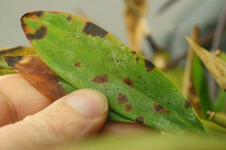 Бурі плями на листі - Хвороби листя у орхідеї