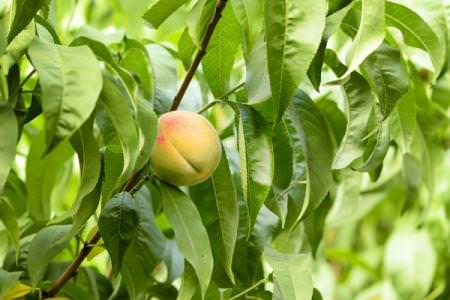Хвороби листя у персика: описи з фото, лікування