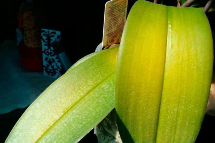 Блідне та світле листя - Хвороби листя у орхідеї