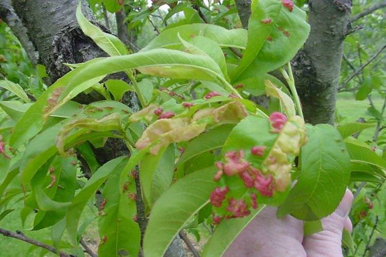 Пухирці та горбки на листі - Хвороби листя у персика