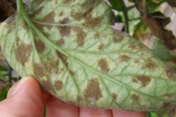 Бурі плями на листі - Хвороби листя у петунії