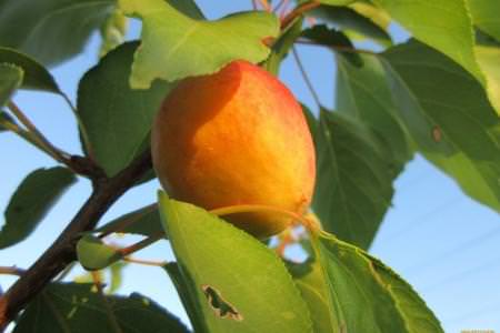 Хвороби листя у абрикоса: описи з фото, лікування
