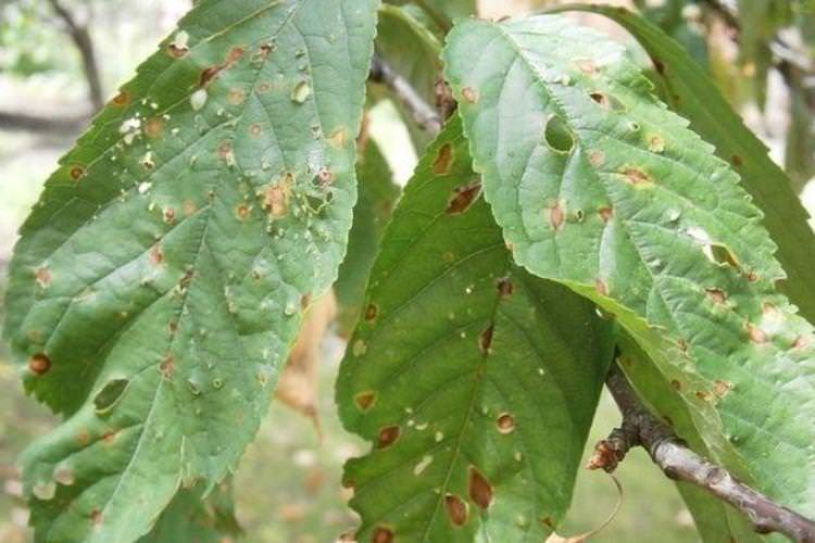 Бурі плями на листі - Хвороби листя у персика