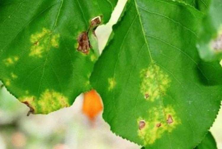 Листя жовтіє і сохне - Хвороби листя у абрикоса