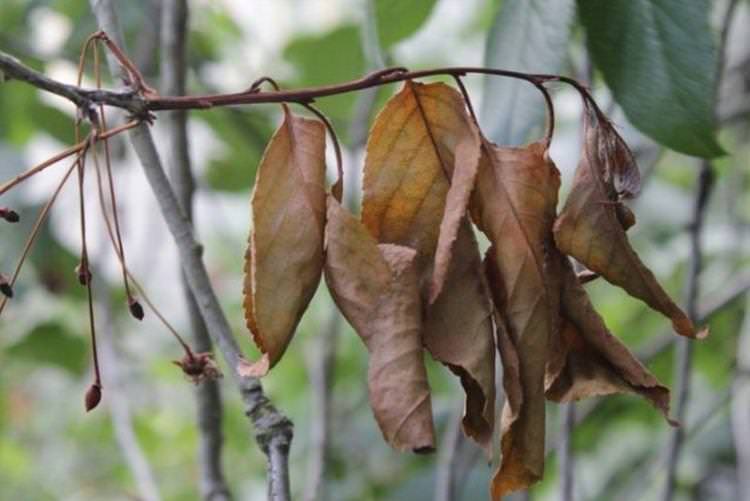 Листя жовтіє і сохне - Хвороби листя вишні