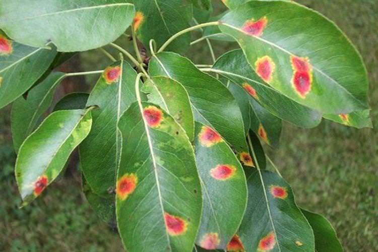 Бурі плями на листі - Хвороби листя черешні