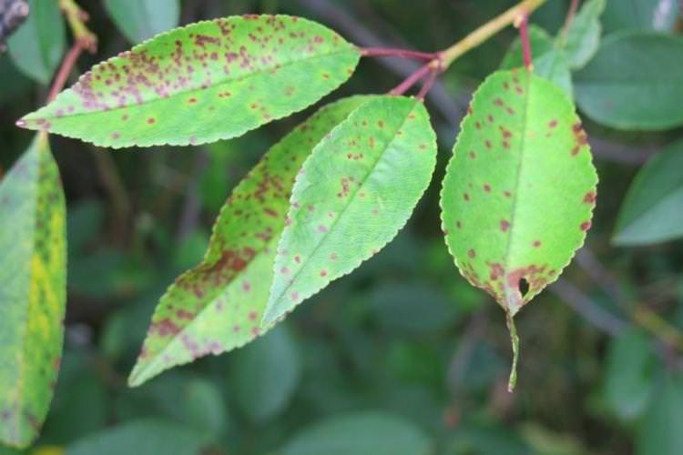 Бурі плями на листі - Хвороби листя вишні