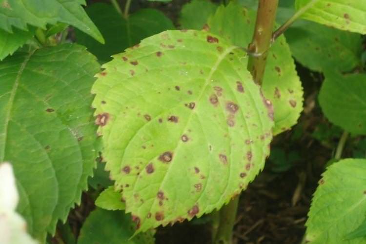 Бурі плями на листі - Хвороби листя у гортензії
