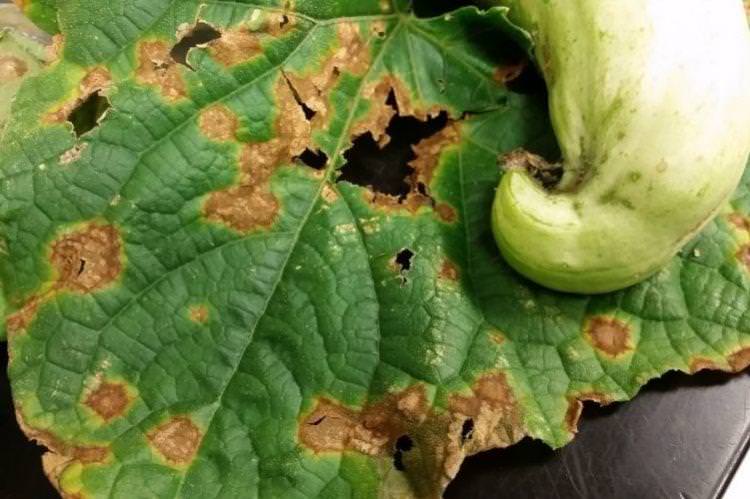 Бурі плями на листі - Хвороби листя у кабачків
