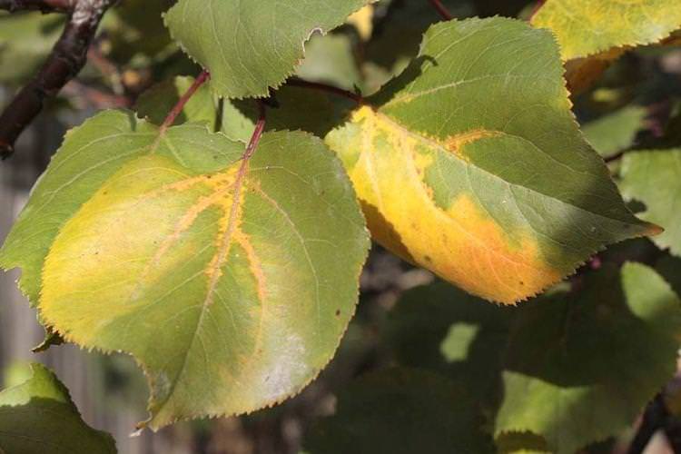 Блідне та світле листя - Хвороби листя у абрикоса