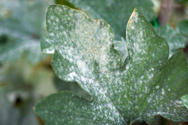Білий наліт на листі - Хвороби листя у айстри