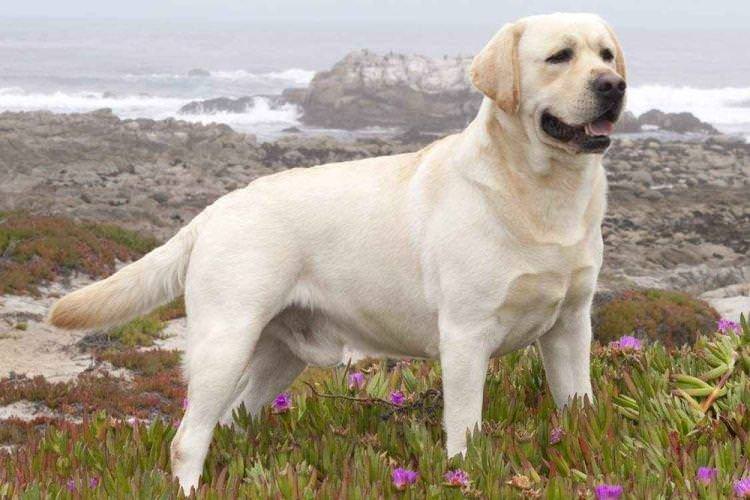 Лабрадор-ретрівер - Найдобріші породи собак