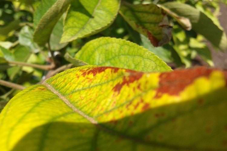 Листя жовтіє і сохне - Хвороби листя сливи