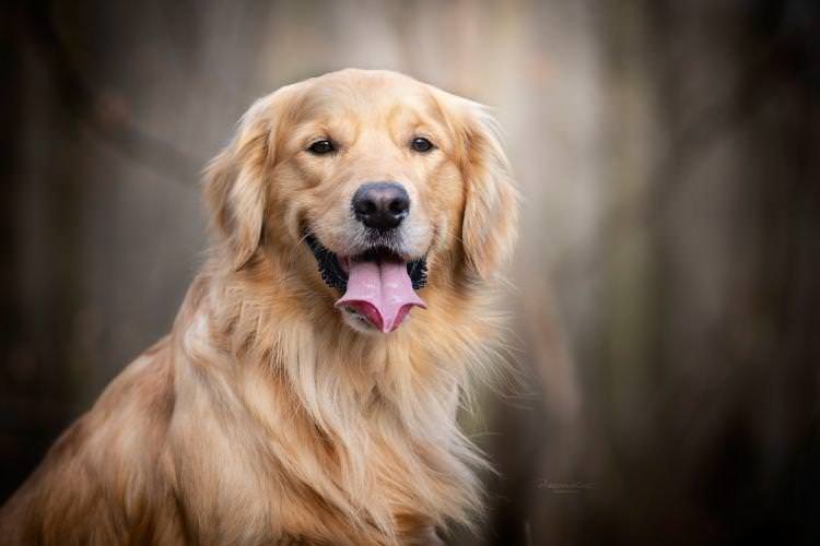 Золотистий ретрівер - Найдобріші породи собак