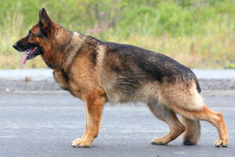 Німецька вівчарка - Найслухняніші породи собак