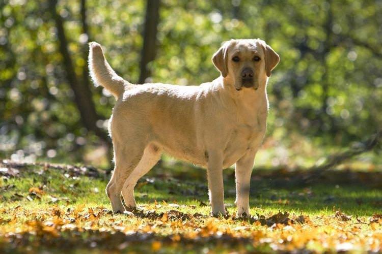 Лабрадор-ретрівер - Найслухняніші породи собак