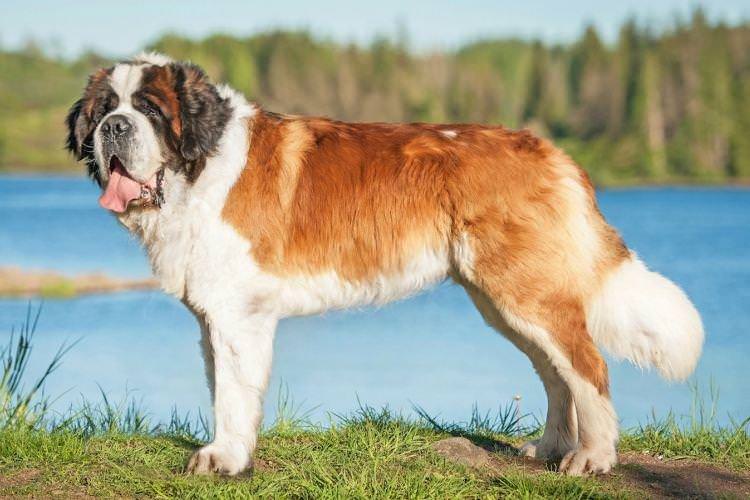 Сенбернар - Найслухняніші породи собак