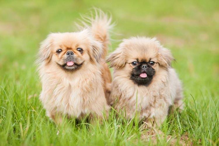 Пекінес - Маленькі породи собак для квартири