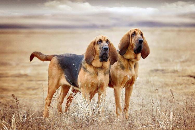 Бладхаунд - Найдобріші породи собак