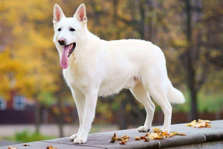 Біла швейцарська вівчарка - Найдобріші породи собак