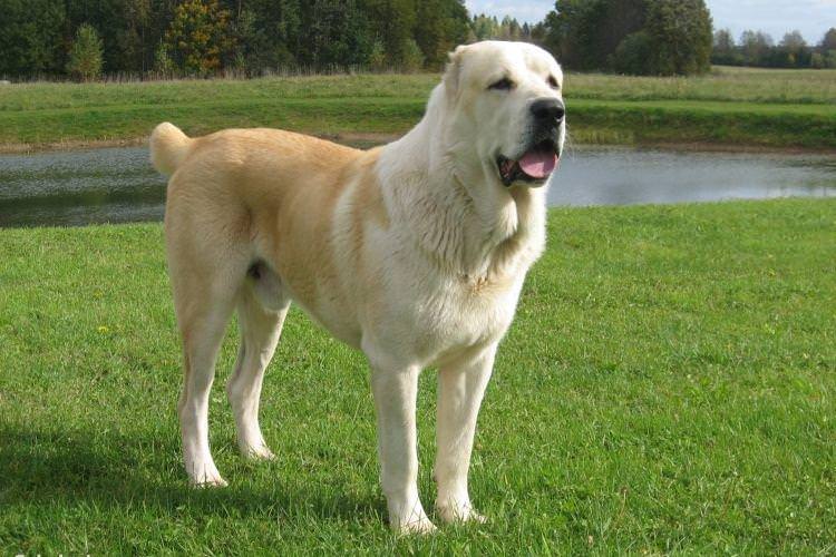 Алабай - Найслухняніші породи собак