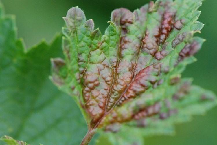Пухирці та горбки на листі - Хвороби листя смородини