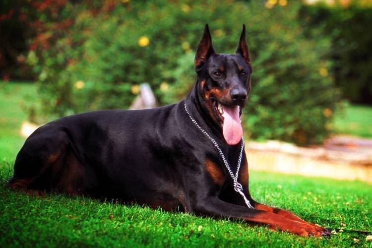 Доберман - Найслухняніші породи собак