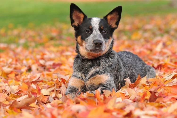 Австралійський пастуший собака - Найслухняніший породи собак