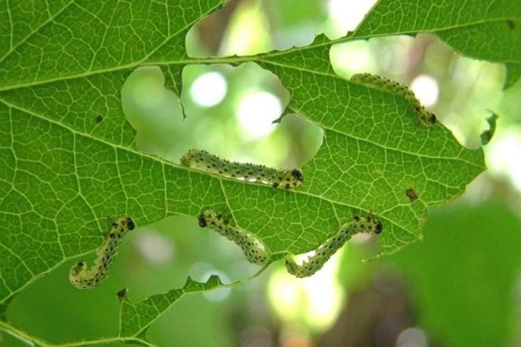 Дірочки на листі - Хвороби листя смородини