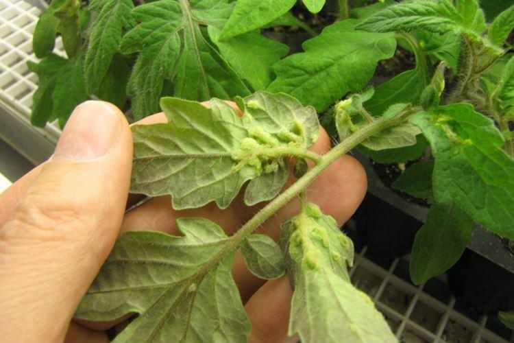 Пухирці та горбки на листі - Хвороби листя у помідорів