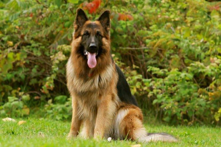 Німецька вівчарка - Найрозумніші породи собак