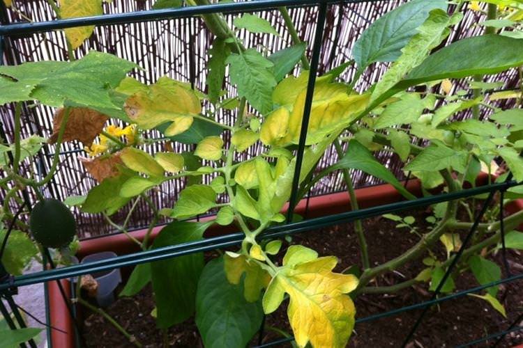 Листя жовтіє і сохне - Хвороби листя у помідорів