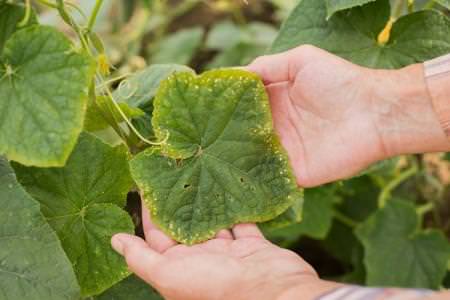 Хвороби листя у огірків: описи з фото, лікування