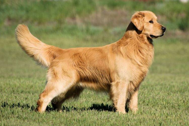 Золотистий ретрівер - Найслухняніші породи собак