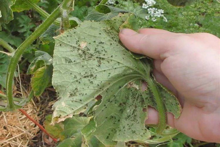 Пухирці та горбки на листі - Хвороби листя у огірків