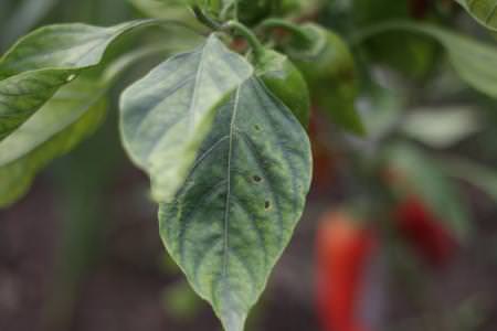 Хвороби листя перцю: описи з фото, лікування