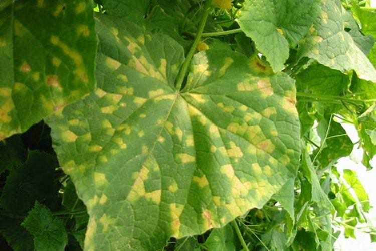 Листя жовтіє і сохне - Хвороби листя у огірків