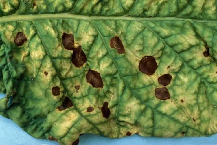 Бурі плями на листі - Хвороби листя у огірків