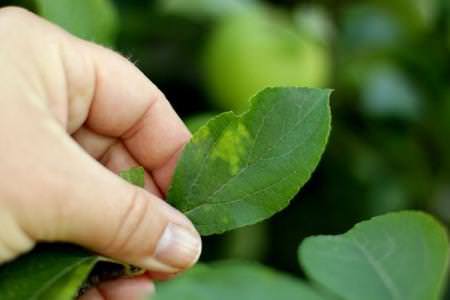 Хвороби листя яблуні: описи з фото, лікування