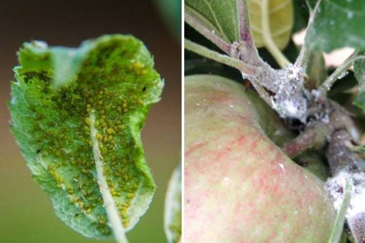 Пухирці та горбки на листі - Хвороби листя яблуні