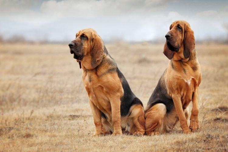 Бладхаунд - Найслухняніші породи собак