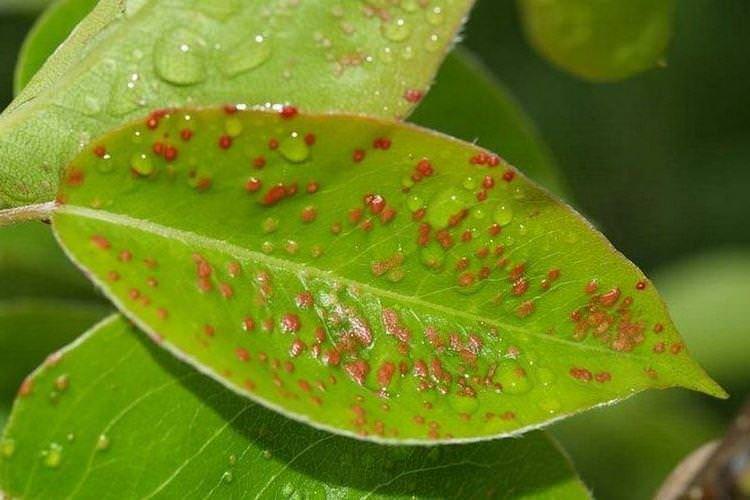 Пухирці та горбки на листі - Хвороби листя груші